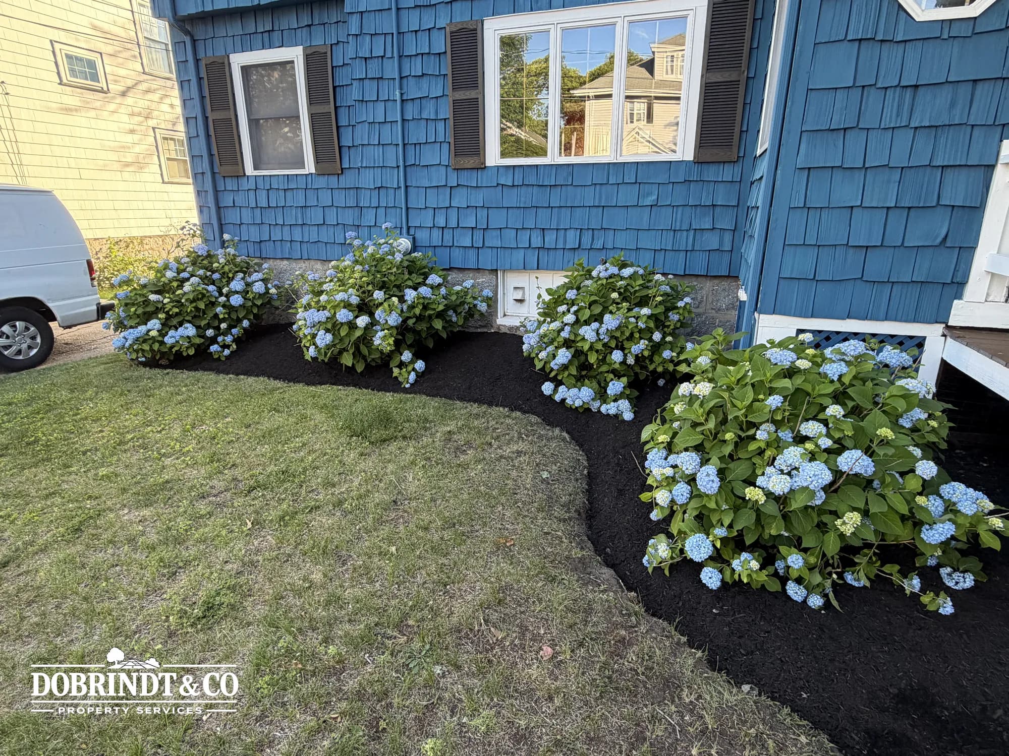 Well-maintained garden in front of a blue house with blue hydrangeas and fresh dark mulch.