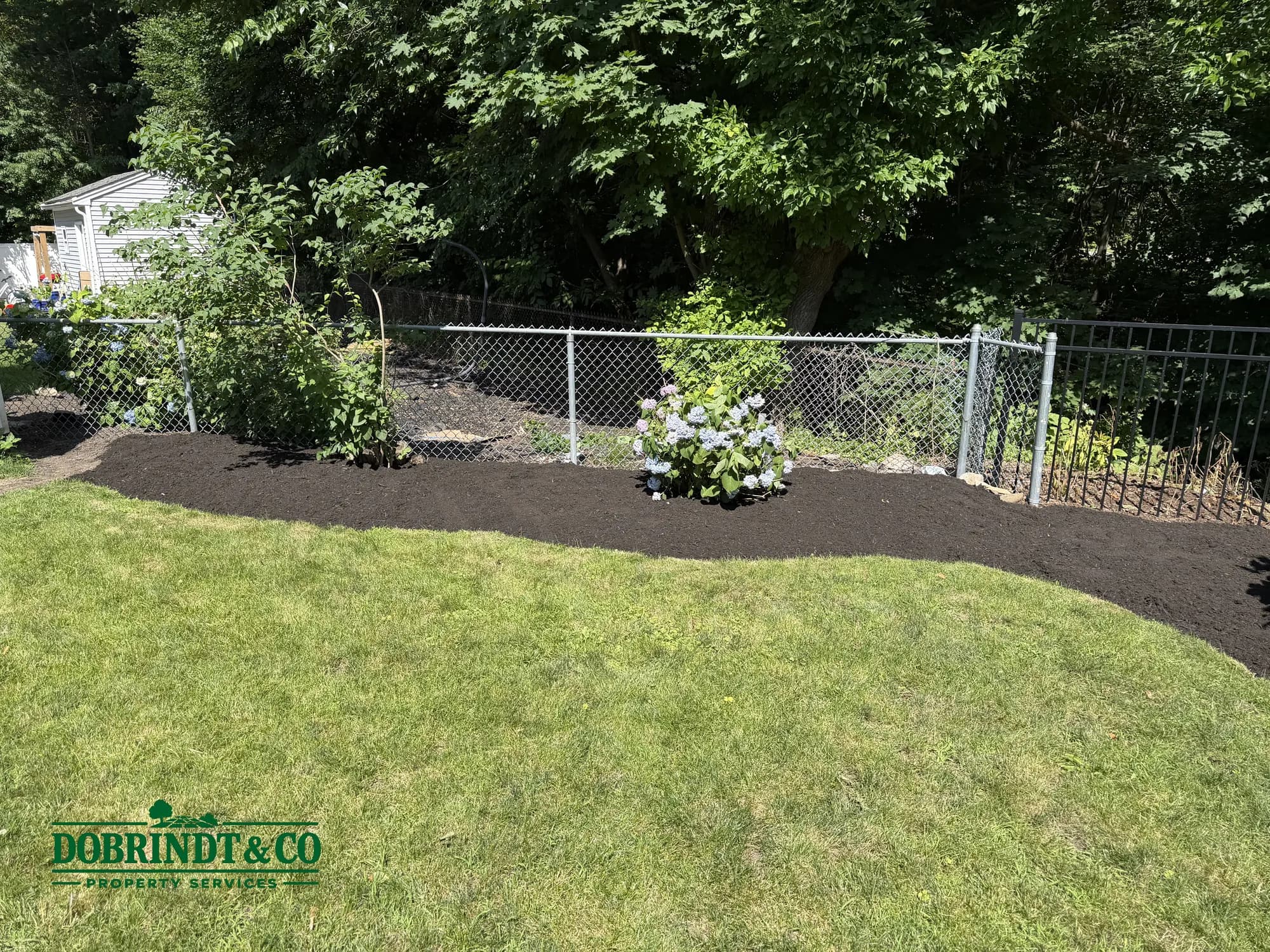 Freshly mulched garden bed with young hydrangeas planted along a chain-link fence.