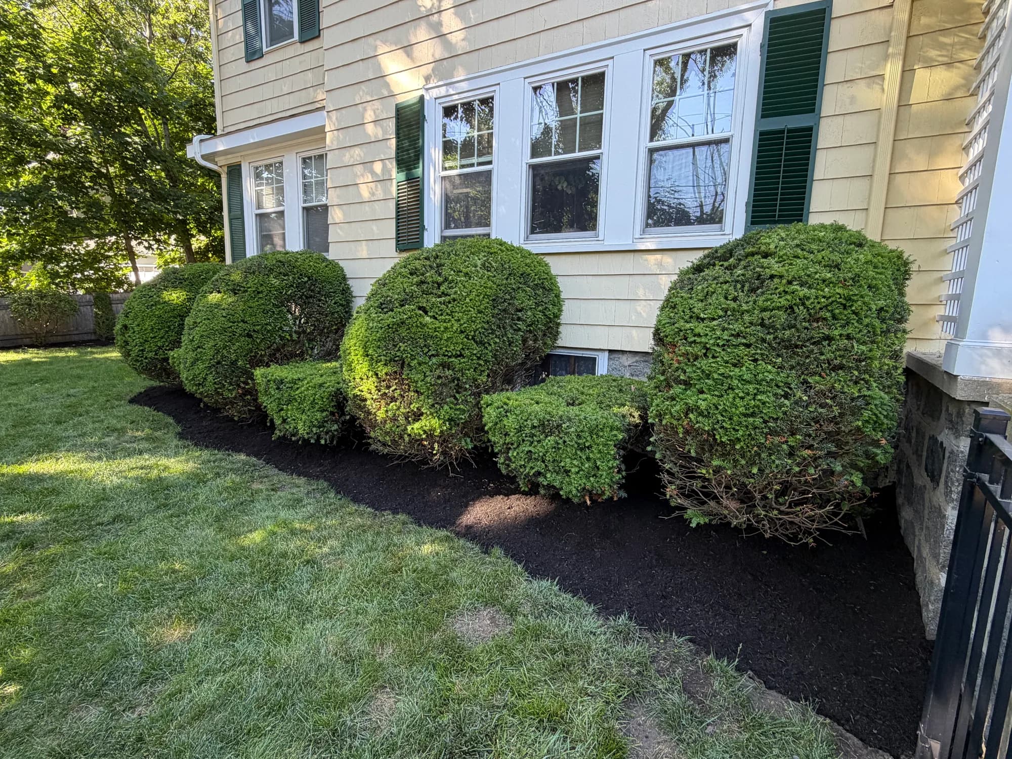 Well-trimmed shrubs along the side of a house with yellow siding and green shutters.